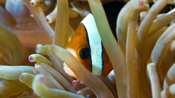 Close Up Photo of Clownfish Underwater Close Up Photo of Clownfish Underwater