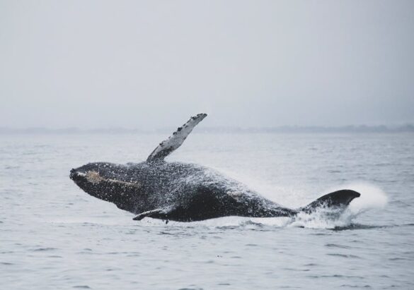 Whale Jumping Above Sea Water Whale Jumping Above Sea Water