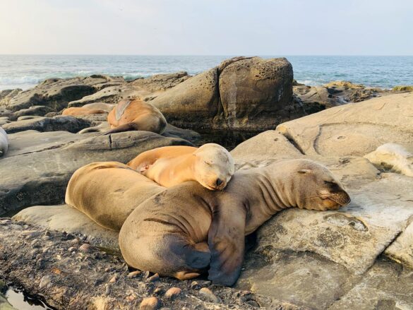 Adorable seals sleeping on rocky seashore Adorable seals sleeping on rocky seashore
