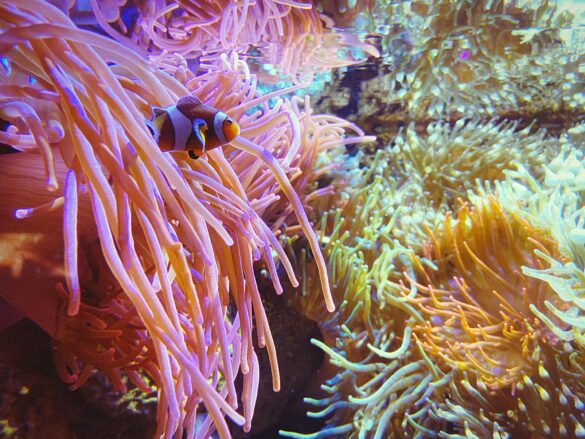 Amphiprion ocellaris in exotic corals underwater Amphiprion ocellaris in exotic corals underwater