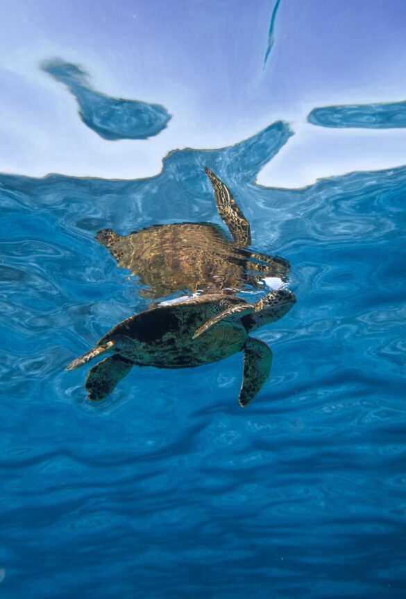 Big wild turtle swimming in seawater Big wild turtle swimming in seawater