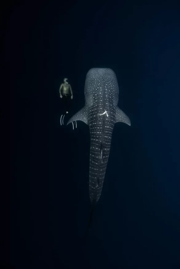 A Man Swimming next to a Whale A Man Swimming next to a Whale