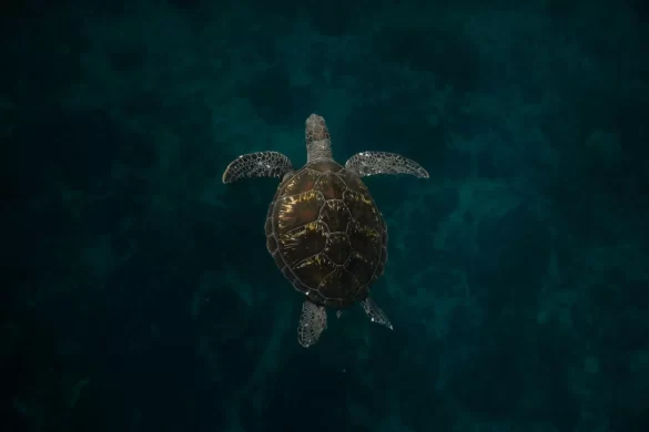 Sea Turtle in Ocean Sea Turtle in Ocean