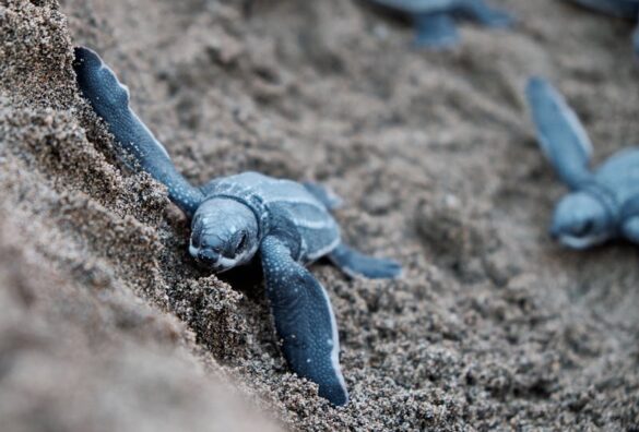 Blue Turtles on Brown Sand Blue Turtles on Brown Sand