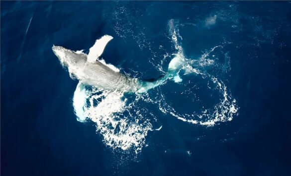 High-Angle Shot of Humpback Whale in Blue Ocean High-Angle Shot of Humpback Whale in Blue Ocean