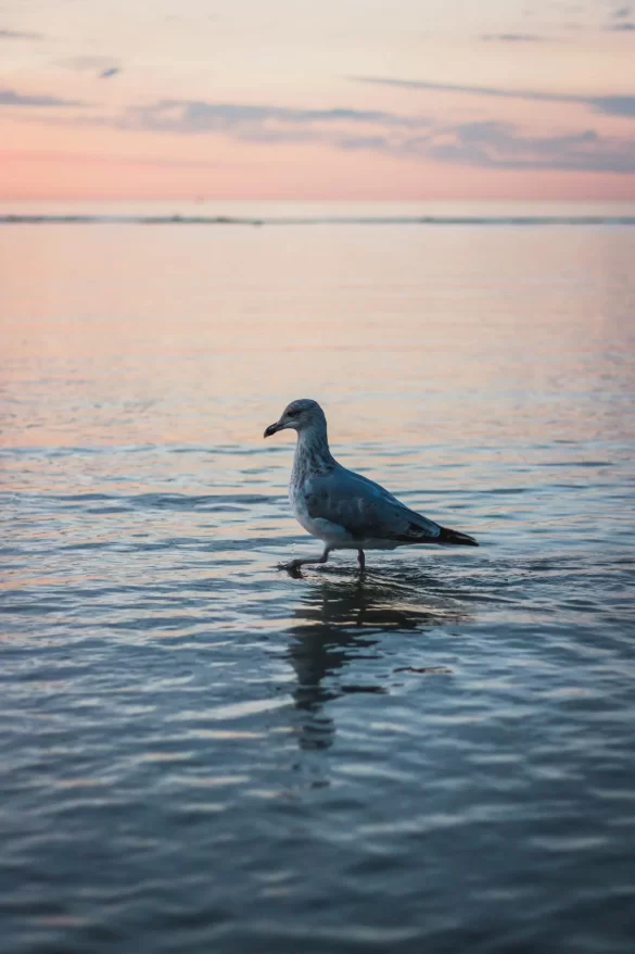 Lonely bird in ocean water Lonely bird in ocean water
