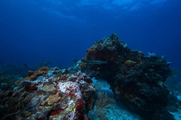 Coral Reef Underwater Coral Reef Underwater