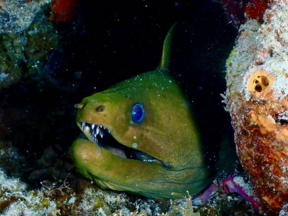 Green Moray Eel Green Moray Eel