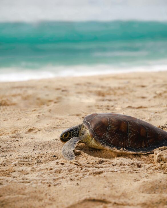 Sea Turtle on Sea Shore Sea Turtle on Sea Shore