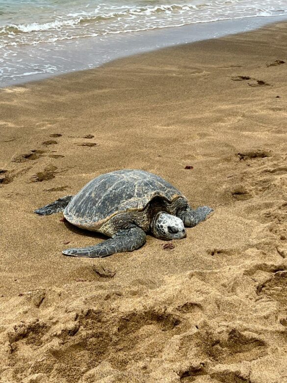 Black and Brown Turtle on Brown Sand Black and Brown Turtle on Brown Sand