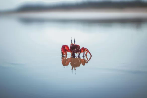 Red Crab on White Water Red Crab on White Water