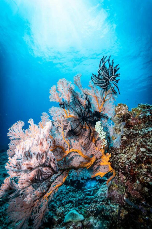 Underwater Photograph of a Coral Reef Underwater Photograph of a Coral Reef