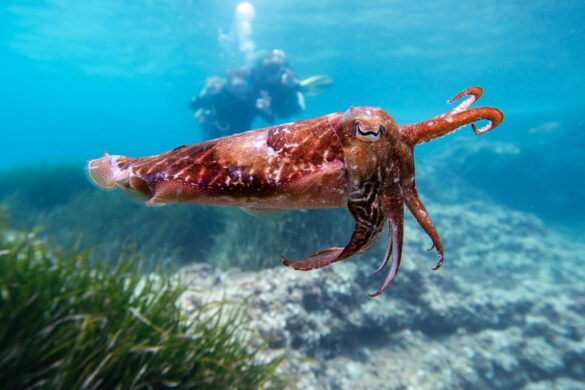 A Close-Up Shot of a Cuttlefish in the Sea A Close-Up Shot of a Cuttlefish in the Sea