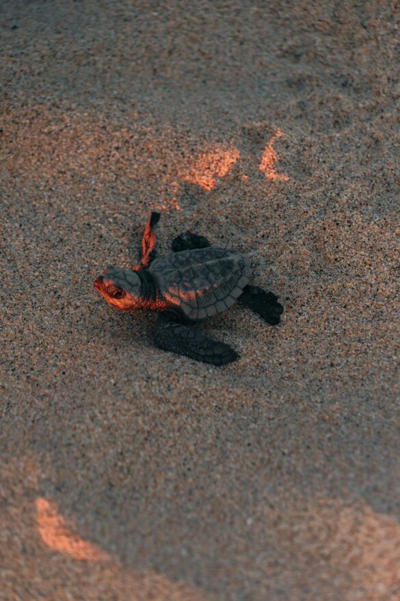 Turtle on Sand Turtle on Sand
