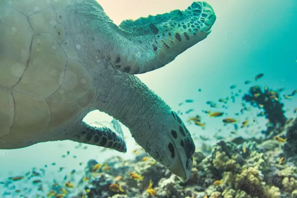 Selective Focus of Sea Turtle Selective Focus of Sea Turtle