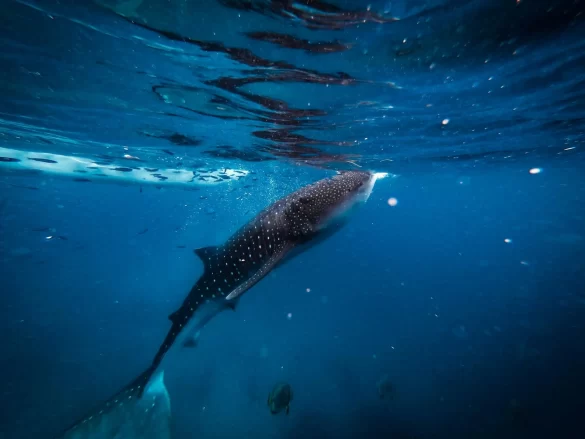 Whale Shark in Water Whale Shark in Water