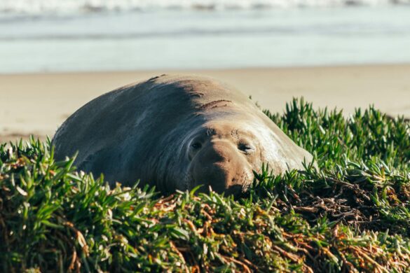 Close-up of an Elephant Seal Lying on a Beach Close-up of an Elephant Seal Lying on a Beach