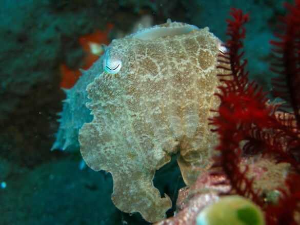 Close up of Cuttlefish and Corals Close up of Cuttlefish and Corals