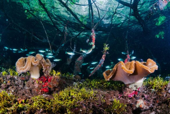 Sea Life on Seabed Sea Life on Seabed