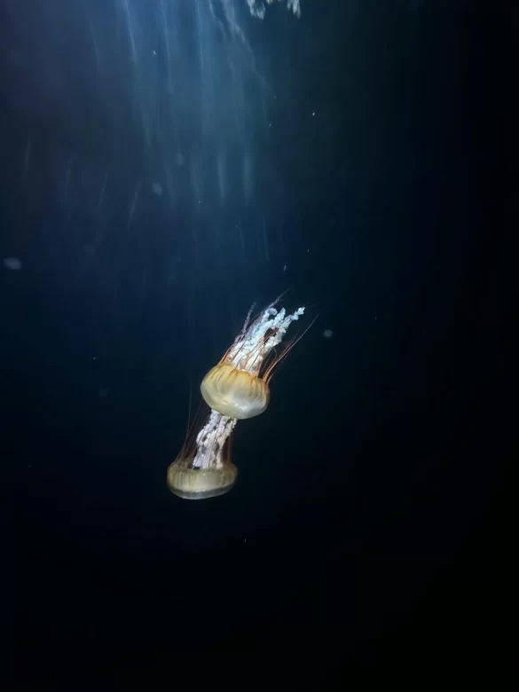 Undersea View of Swimming Jellyfish Undersea View of Swimming Jellyfish