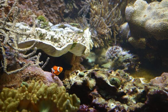 Orange and White Clown Fish Orange and White Clown Fish
