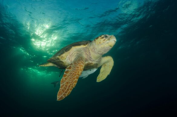 Close-Up Photo of a Turtle Swimming Underwater Close-Up Photo of a Turtle Swimming Underwater