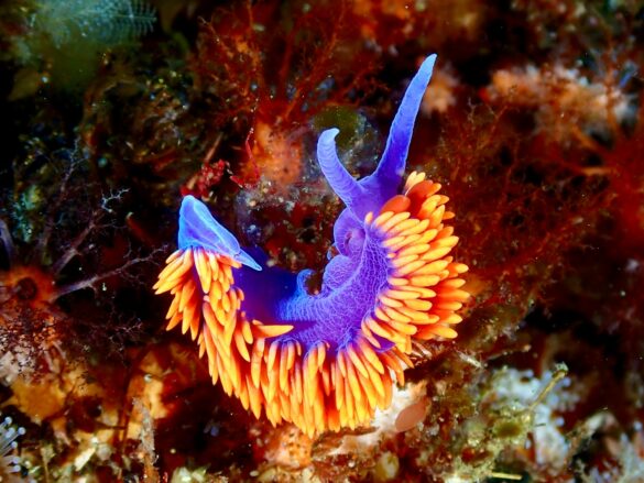 Spanish Shawl Sea Slug Spanish Shawl Sea Slug