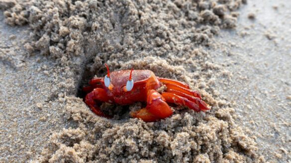A Close-Up Shot of a Painted Ghost Crab A Close-Up Shot of a Painted Ghost Crab
