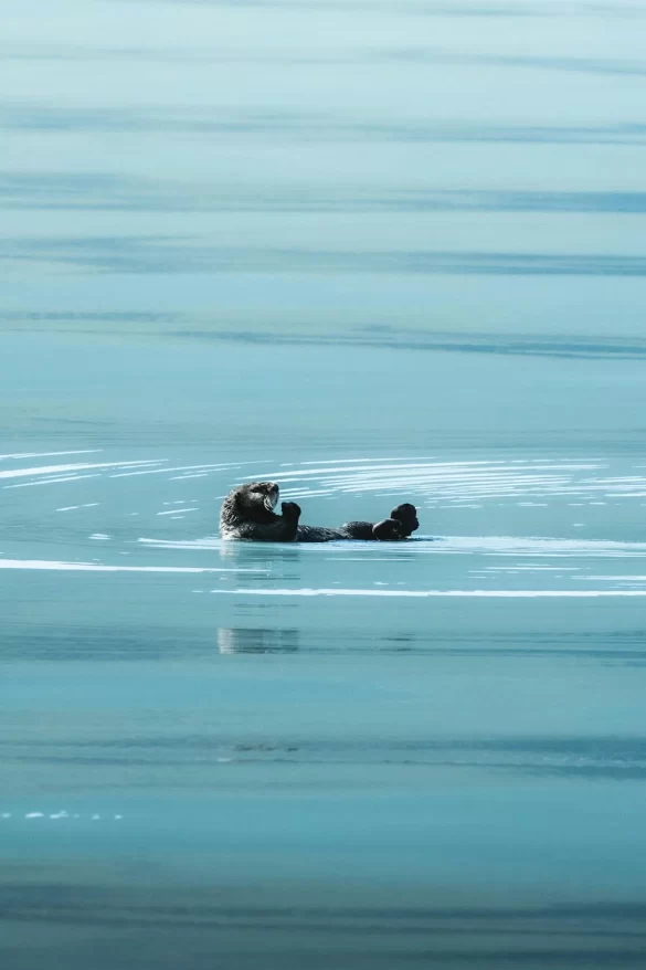 Otter Lying Down on Water Otter Lying Down on Water