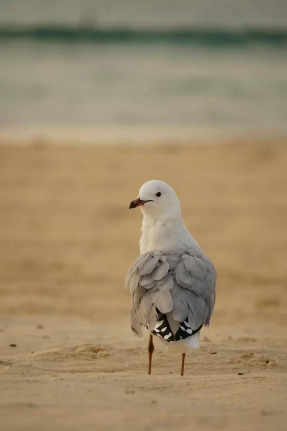 Seagull Standing on Beach Sand at Sunset Seagull Standing on Beach Sand at Sunset