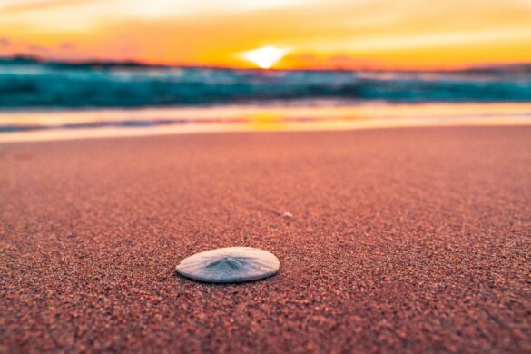free-photo-of-close-up-of-a-shell-on-the-beach-at-sunset Svg%3E