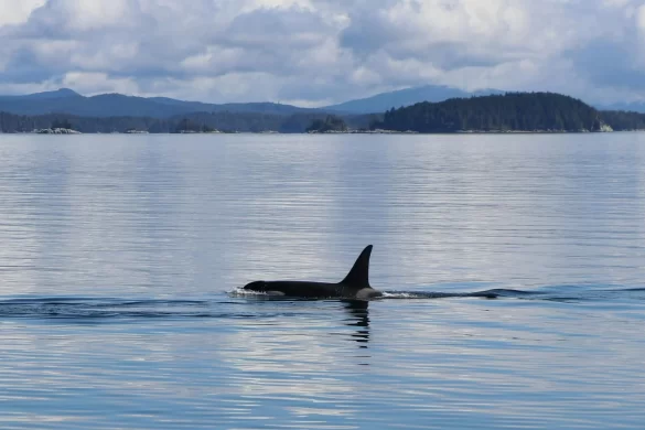 pexels-photo-11470672 Svg%3E