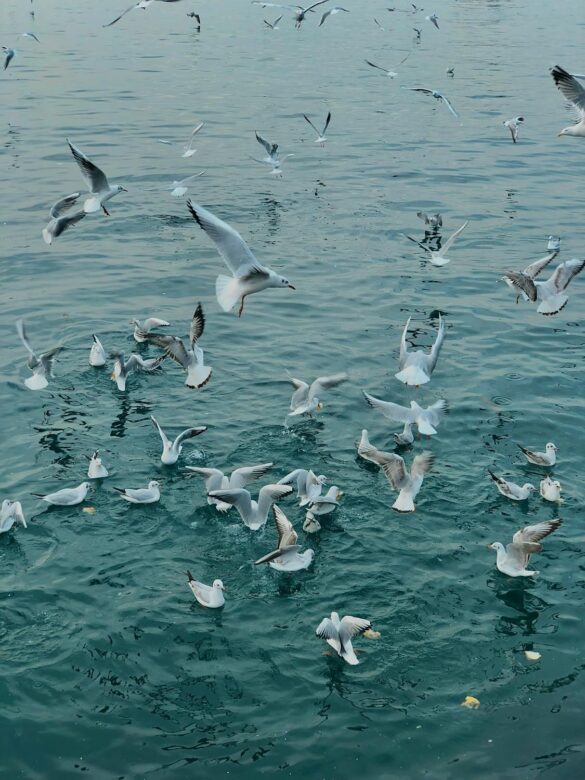 free-photo-of-flock-of-seabirds-soaring-above-the-blue-sea Svg%3E