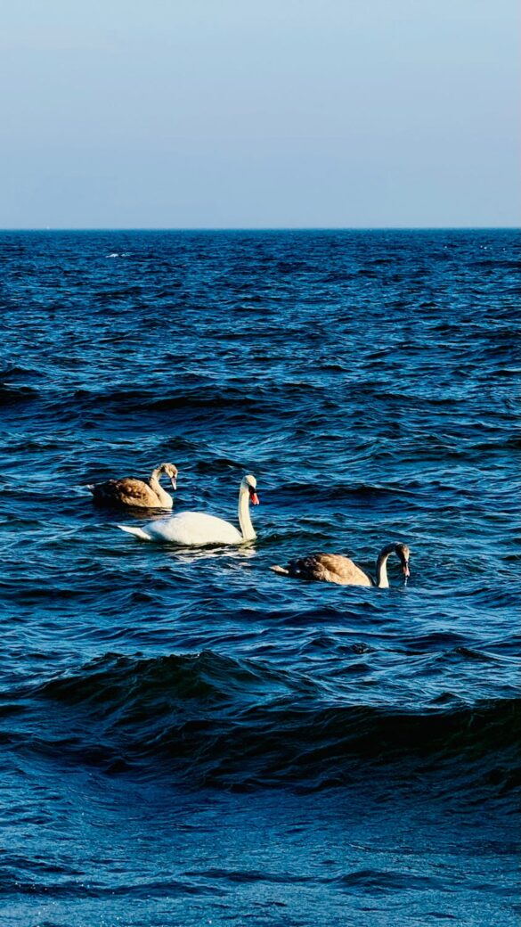 free-photo-of-tranquil-swans-gliding-on-ocean-waves Svg%3E