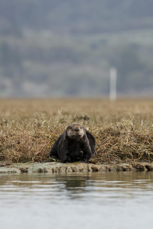free-photo-of-sea-otter Svg%3E
