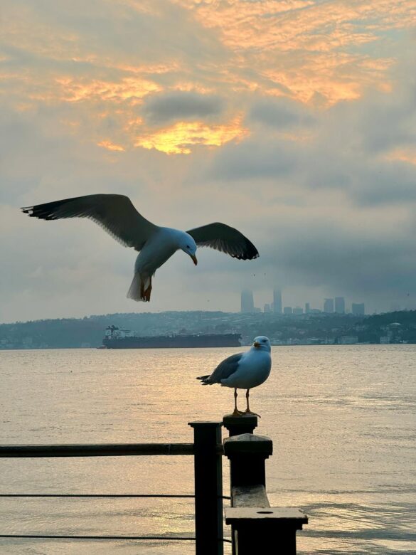 free-photo-of-seagulls-at-sunset-overlooking-istanbul-skyline Svg%3E