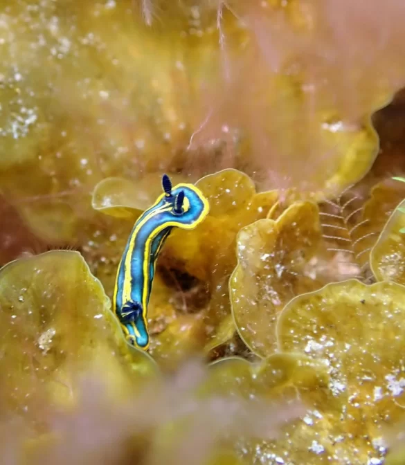 pexels-photo-11054495 Svg%3E