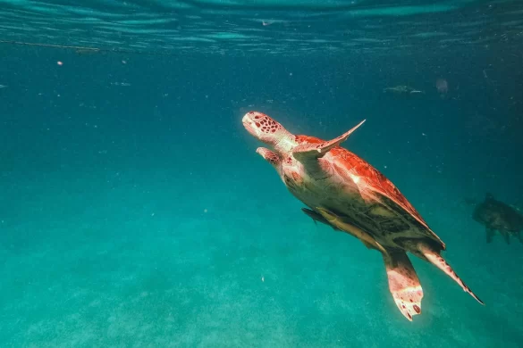 pexels-photo-11882811 Svg%3E