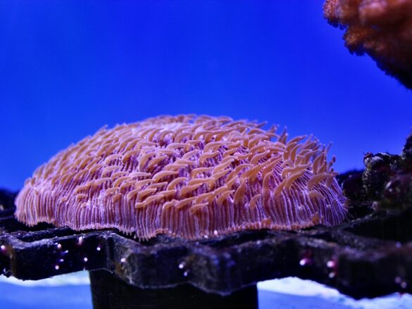 free-photo-of-close-up-of-vibrant-coral-in-underwater-aquarium Svg%3E