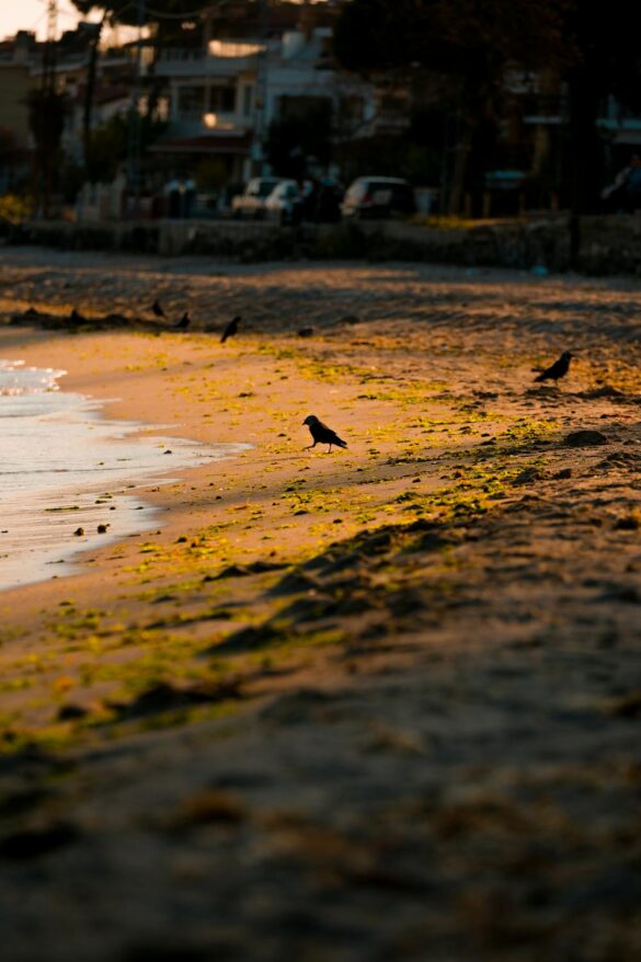 free-photo-of-crows-on-a-sunlit-sandy-beach-at-twilight Svg%3E