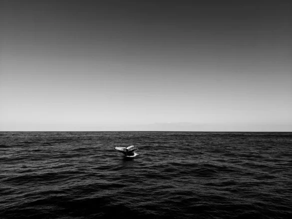 pexels-photo-2914785 Svg%3E