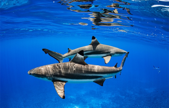 dnnimagehandler Svg%3E