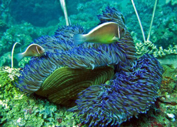 vietnams-coral-reefs-and-seagrass-beds-foster-marine-biodiversity-b2beec13560f4e69a44b8e8f15de1d20-16466 Svg%3E