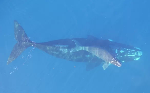 4MOGTI6_UoA_TohoraResearchTeam_DOC_Permit_DJI_0034_JPG Svg%3E