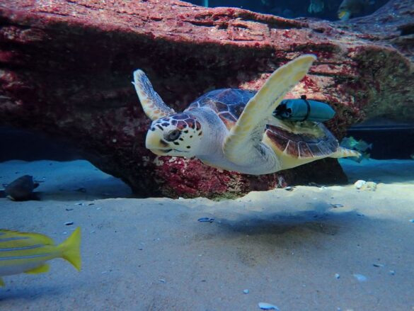 Kai-undergoing-rehabilitation-in-the-IJ-Ocean-Exhibit-c-Two-Oceans-Aquarium-Copy Svg%3E