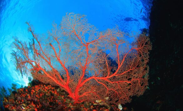 Scientists-Warn-of-Unprecedented-Coral-Reef-Damage-in-Australia-Due Svg%3E