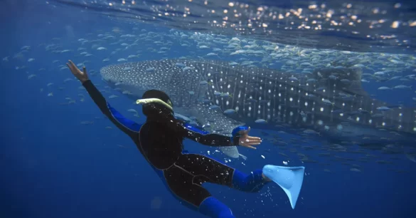 Whale-Sharks.png Svg%3E