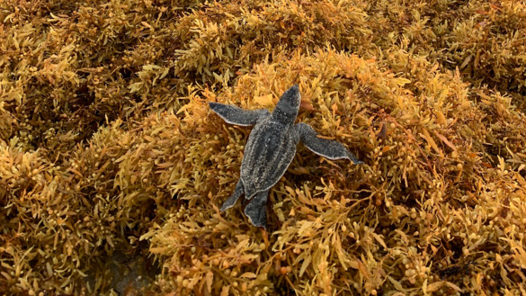 leatherback-turtle-sargassum Svg%3E