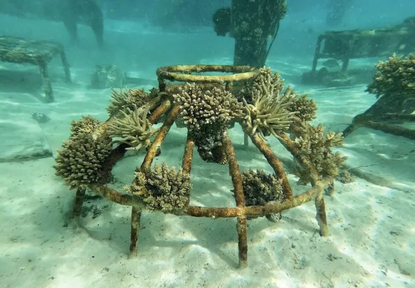 Coral-Reef-1-1536×1067 Svg%3E