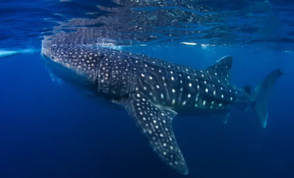 Largest-Fish-Ever-Found-in-the-Pacific-A-60-Foot-Giant-That-Will-Redefine-Ocean-Wonders-scaled.png Svg%3E